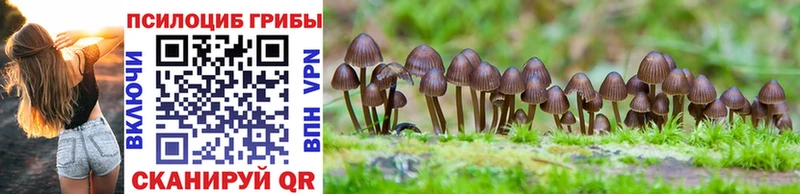 Купить где  Алагир  Псилоцибиновые грибы Psilocybe 